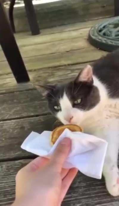 Разница между котом и собакой