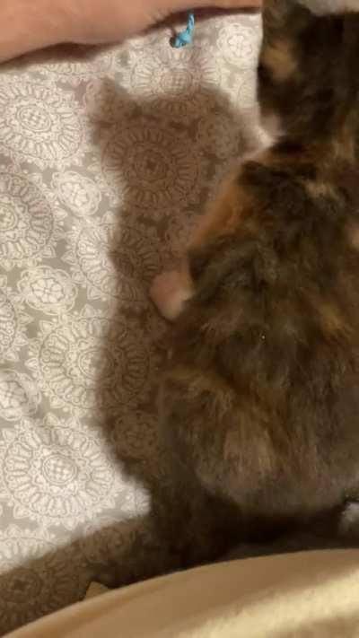 Eclair, The 4 Week Old Kitten Learning How To Play &eth;&yen;&deg;