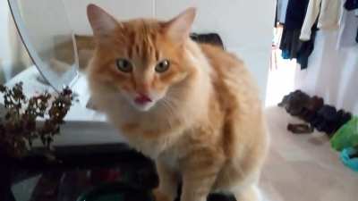 Orange Chonky refueling