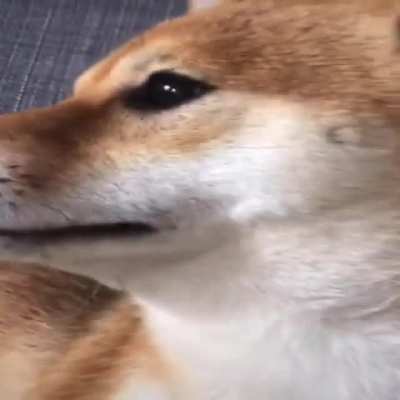 Pupper