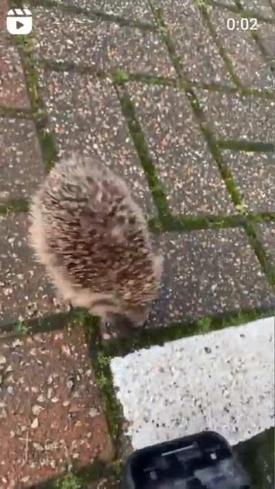 Ele dan&ccedil;andinho 🤏