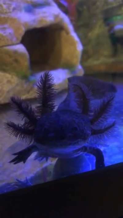 Staring contest