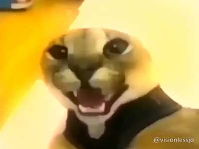 Floppppper