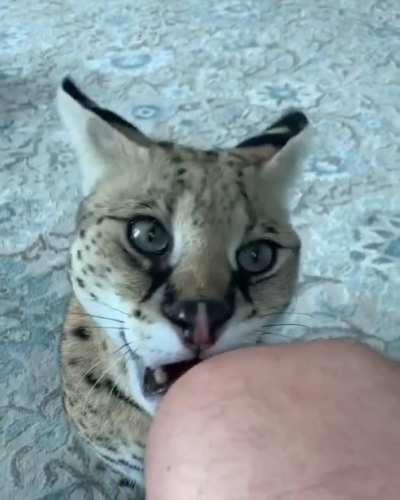 Here kitty kitty...