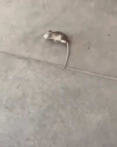 Wtf