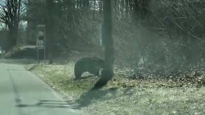 The facets of nature. A she-bear carries cubs across the highway (Connecticut)