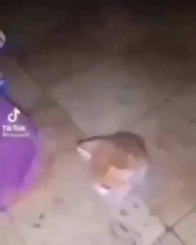 Da kitn