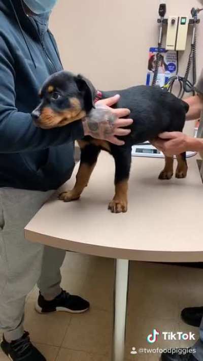 Taco&rsquo;s second vet appointment today 🙌🏼