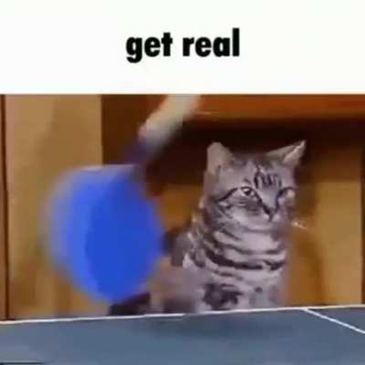 Meow.mp4