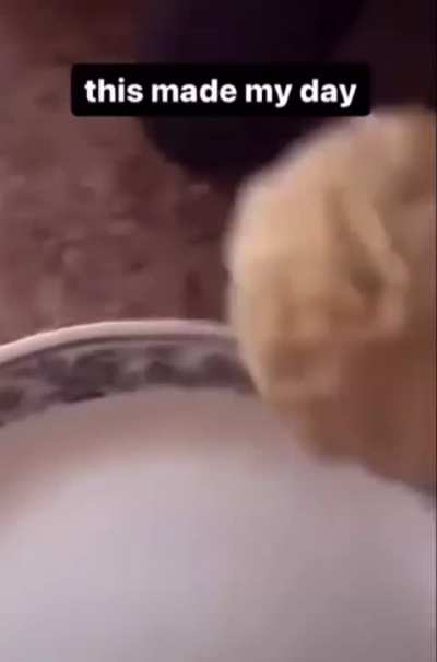 Biscuit making is ruff