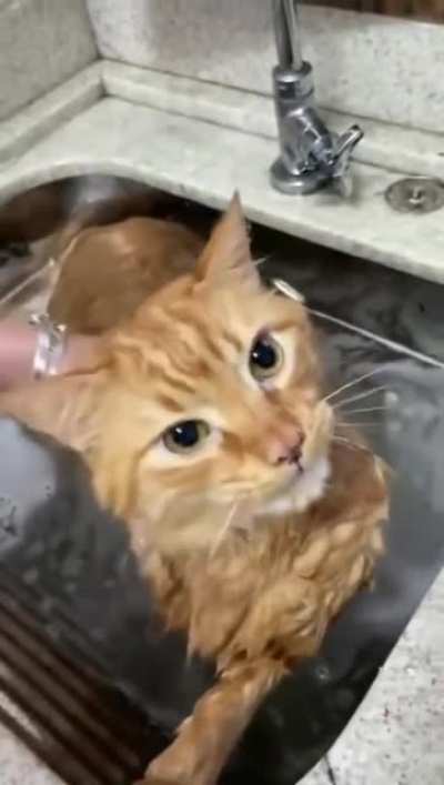 Wunkus rewunkused