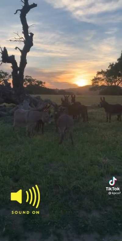 A new donkey arrives at the farm