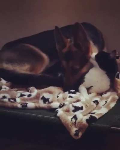 "This bed has a fur pillow, I'll lay here."