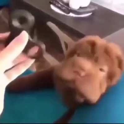 Dog's biggest fear