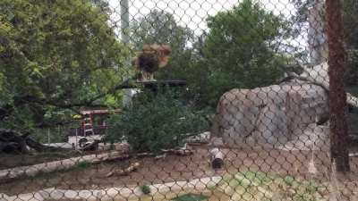 Tried to catch the Lion King&rsquo;s mighty roar&hellip;caught somebody narrating other events instead