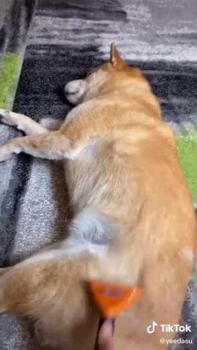 How to shed your loaf of bread 🐶