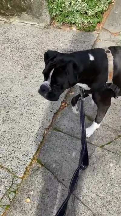Dogs publicly freak out too sometimes... especially when there’s a giant cat terrorizing the neighborhood!