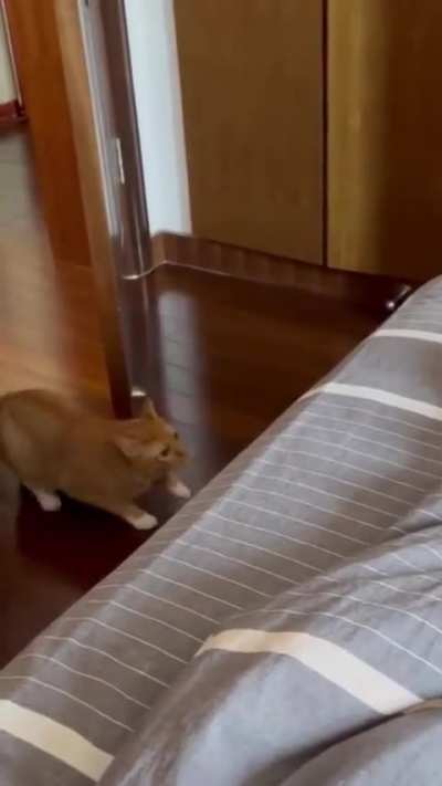 &ldquo;allez. hop&rdquo;