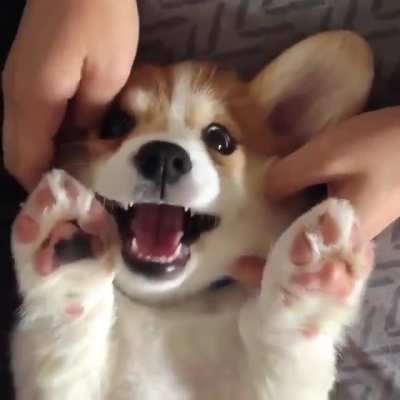 Good Scritches