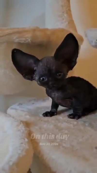wunk can hear sounds