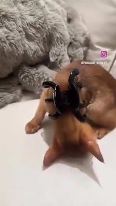When you find your cat&rsquo;s off button