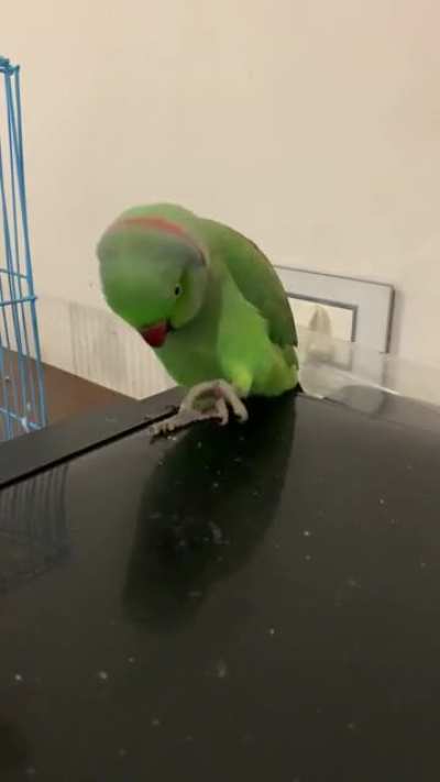 My little dinosaur