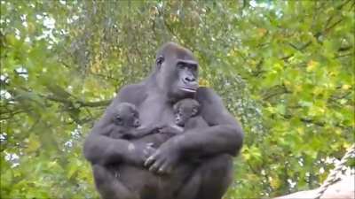 Gorilla mom with twins 🦍