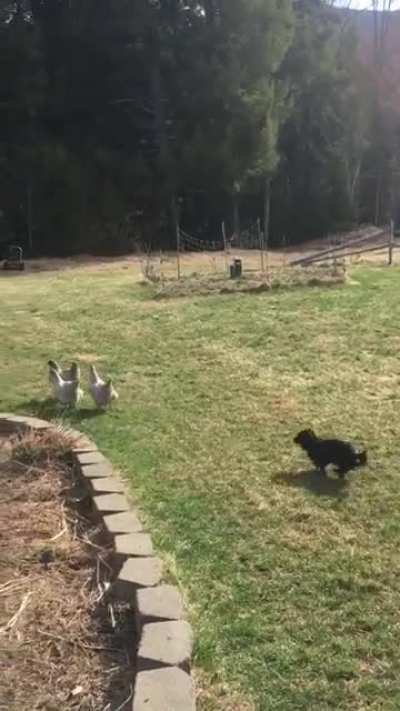Chicken herding