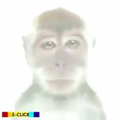 test a que animal te pareces??