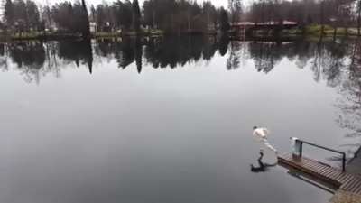 Time to take a swim