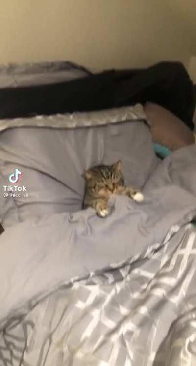 Gato acostado, no hay chiste, simplemente gato acostado