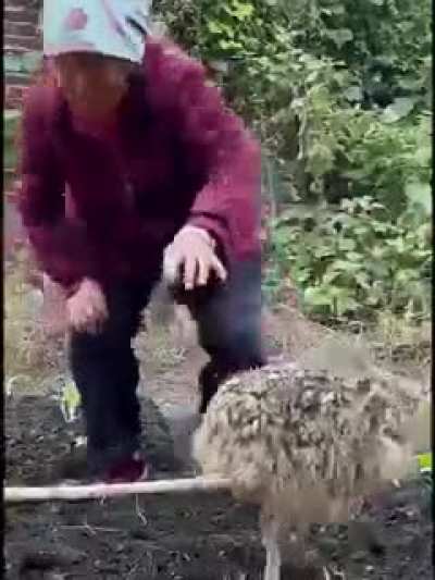 Does anyone know who this old couple is and their youtube channel? I've seen a few more of their videos on Facebook but they all seem to have been purged and I want to see more of their content