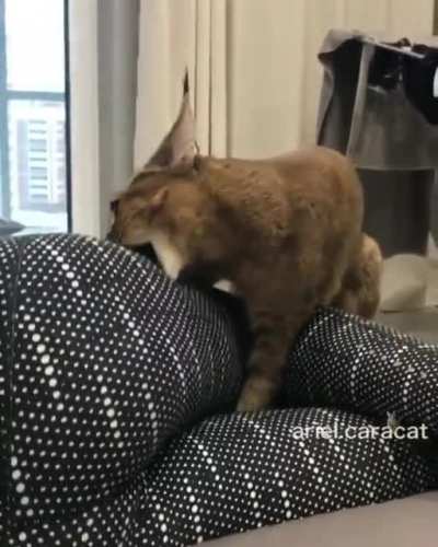 That looks painful.