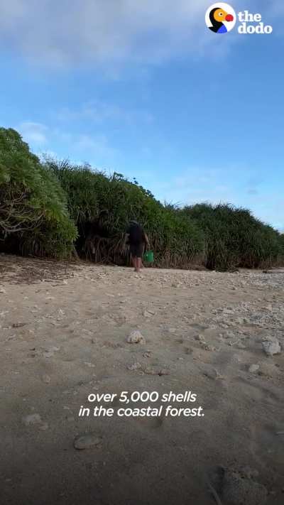Hermit crabs who were living in plastic on the beach have the best reaction when this guy offers them new shells