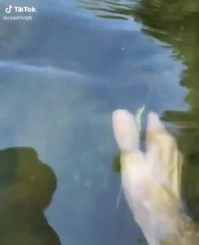 what an interesting fish