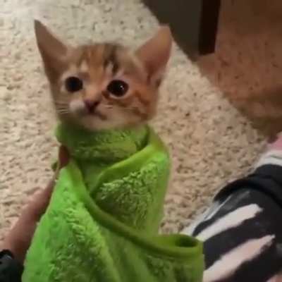 A true purrito