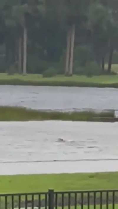 As Ian makes landfall in Florida, just a shark swimming on your local neighborhood street in Fort Myers&hellip; 😁