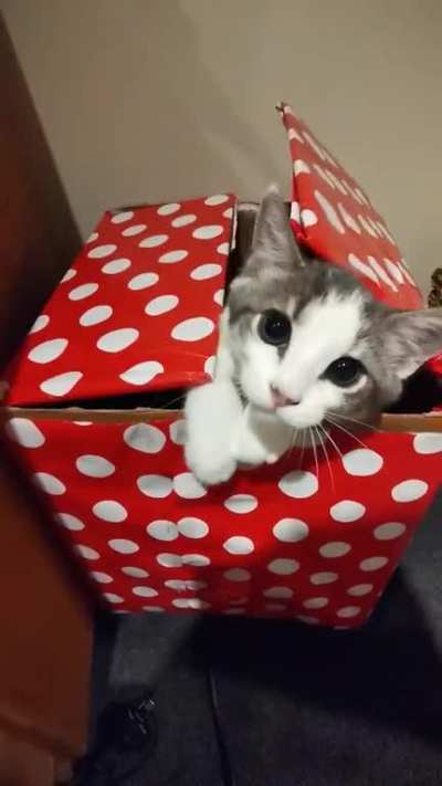 Not usually a cat video supporter, but this one of my cat is just to cute 😻