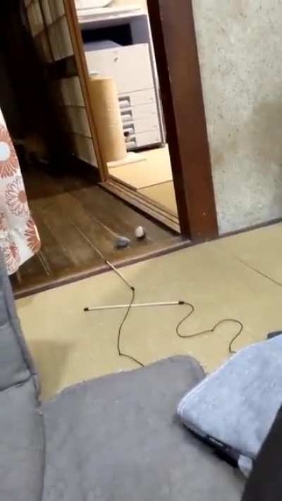 Let's play Hooman!
