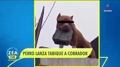 Los perros en Mujico est&aacute;n a otro nivel