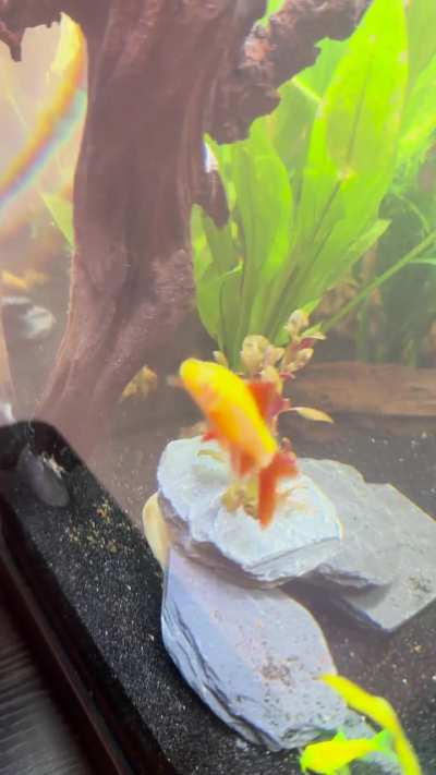 Rainbow shark skimming the glass up and down non stop when lights are on. He goes into hiding when I turn lights off. I recently added him to my Glofish tank. Stress or normal behavior?