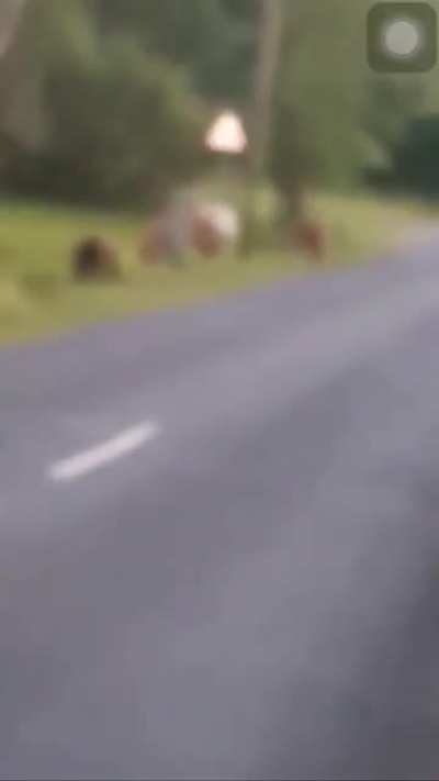 I Hate Horses
