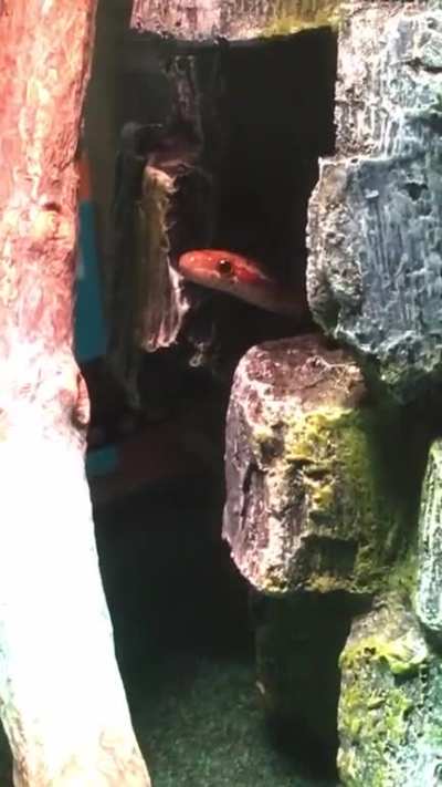 Hiding snek