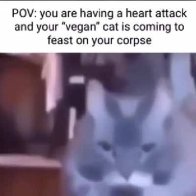 Vegan Cat