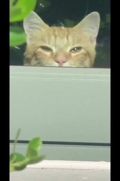 Agent Whiskers, you have been spotted! Abort mission and return immediately to the Cat Dimension!
