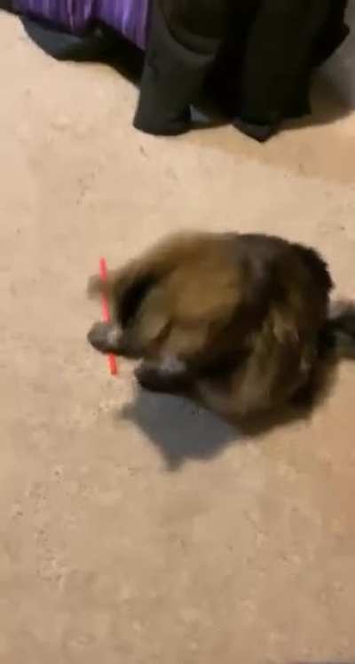 My sister&rsquo;s cat, everyone.