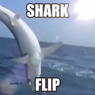 sali de aca, mi waifu es shark flip😍