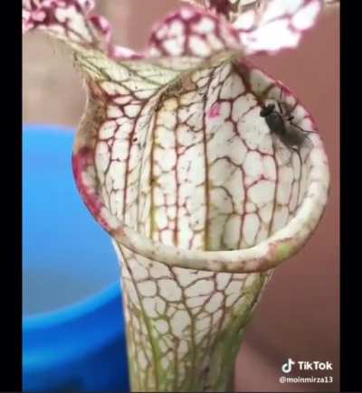 How a carnivorous pitcher plant traps a fly