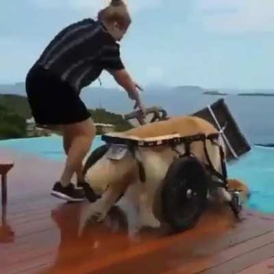 Doggo chaos is best chaos