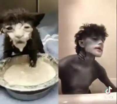 🐈&zwj;⬛
